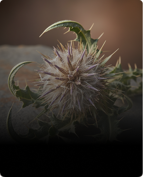 Milk Thistle